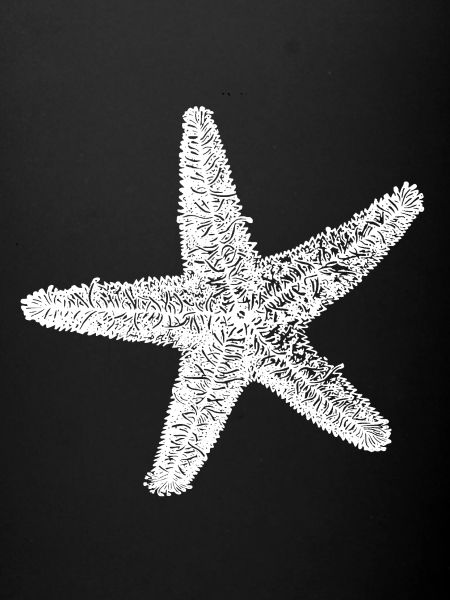 étoile de mer