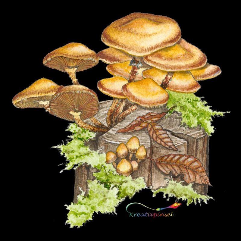 Stockschwämmchen