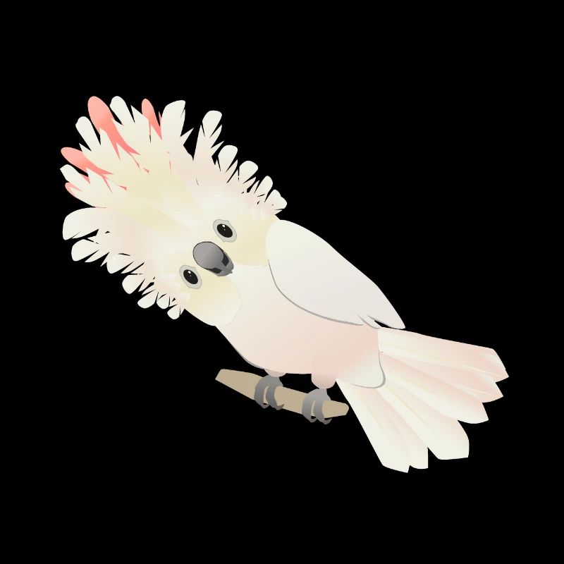 Cacatoès des Moluques