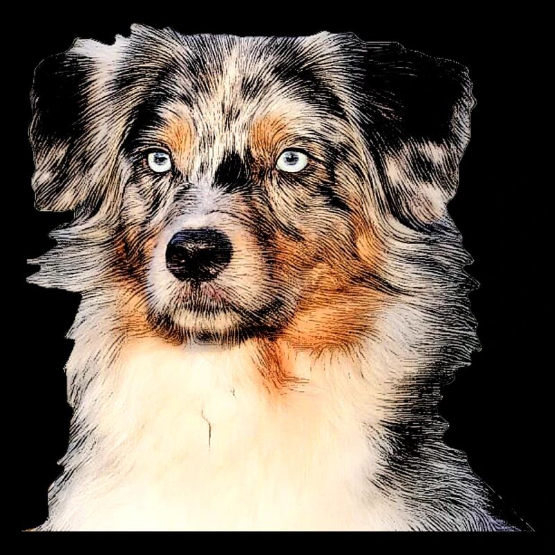Australian shepherd