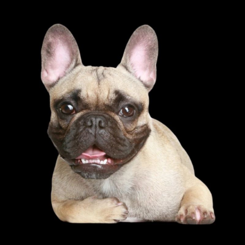 Bulldog