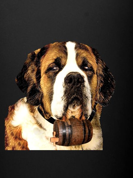 Saint Bernard 2