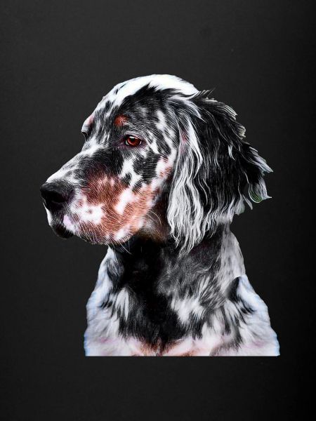 Setter Anglais