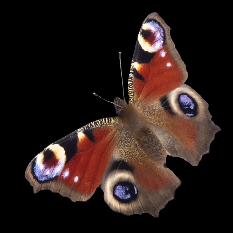 Papillon de paon