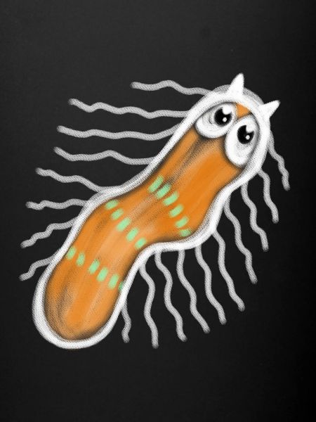 Punaise bactérienne microscopique