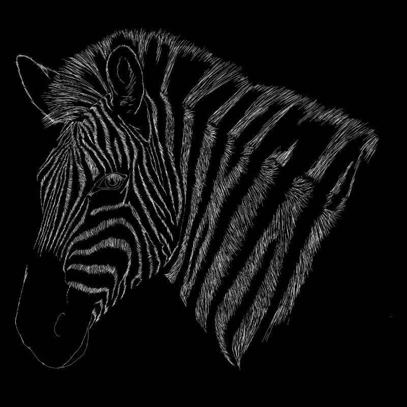 hand-drawn zebra