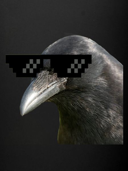 LilCrow