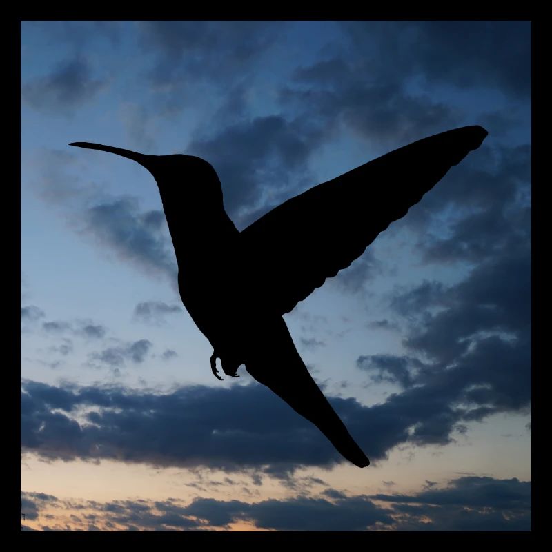 Kolibrihimmel
