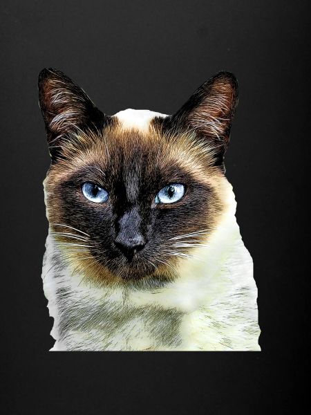 Siamese cat