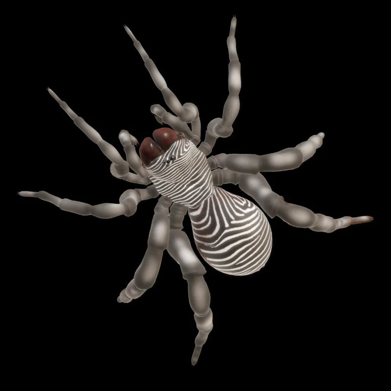 Spinne