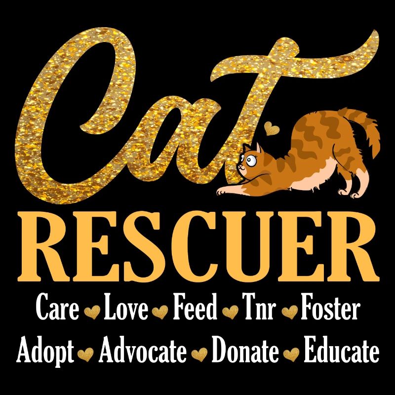 Chat Rescue Chatons Sans-abri Chats