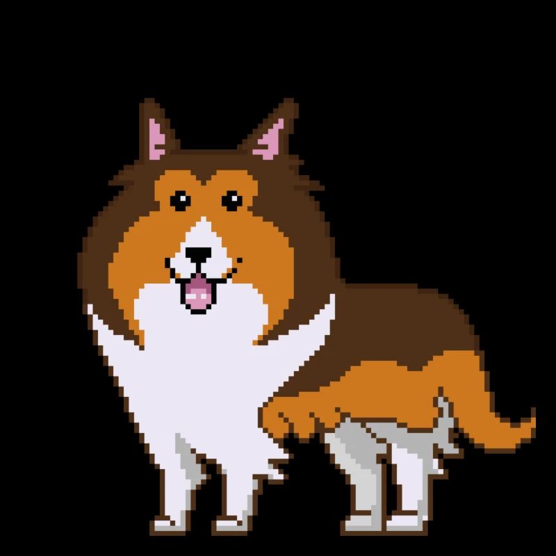 Schottischer Schäferhund, Scotch collie