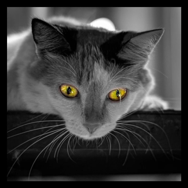 Die Katze