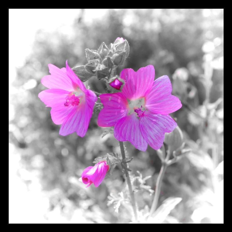 Farbige Blume auf grauem Hintergrund