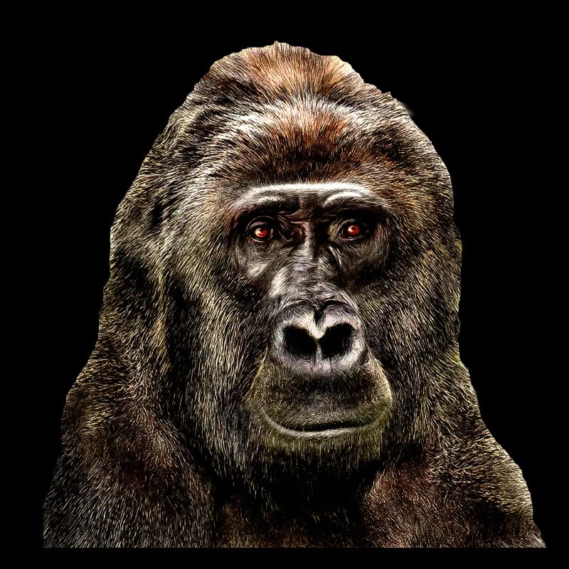 Gorilla