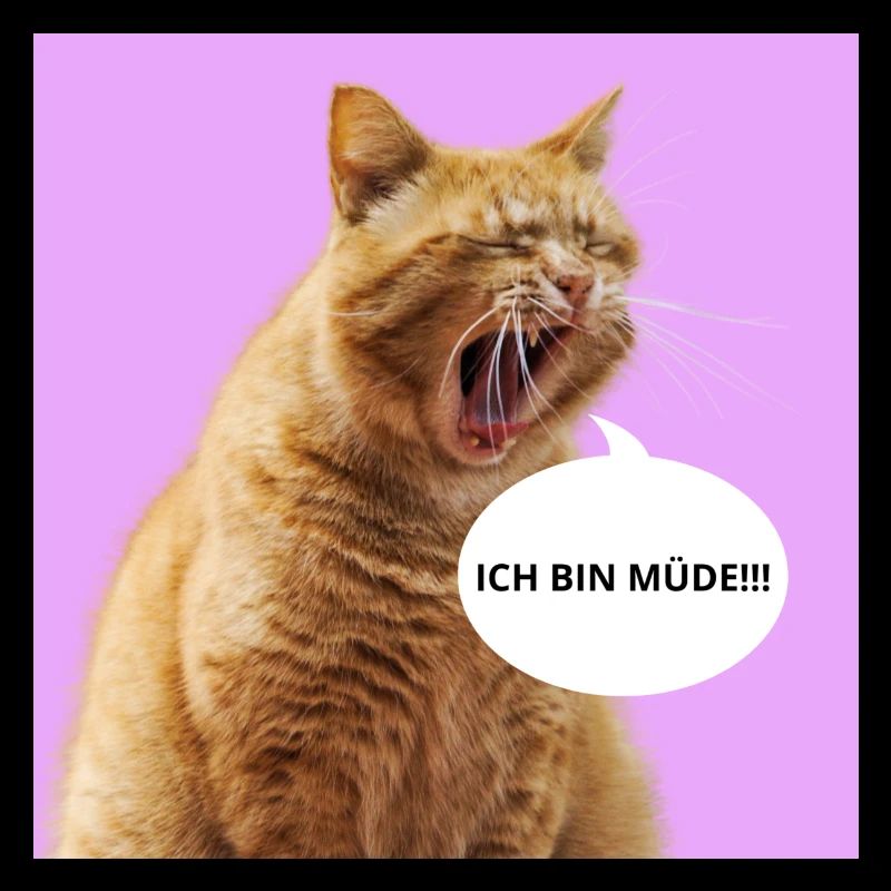 Katze3