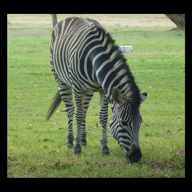 Close up of Zebra