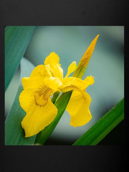 nénuphar