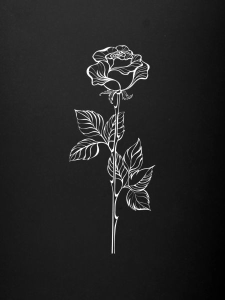 Rose blanche
