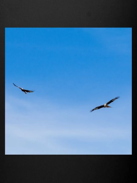 Red Kites