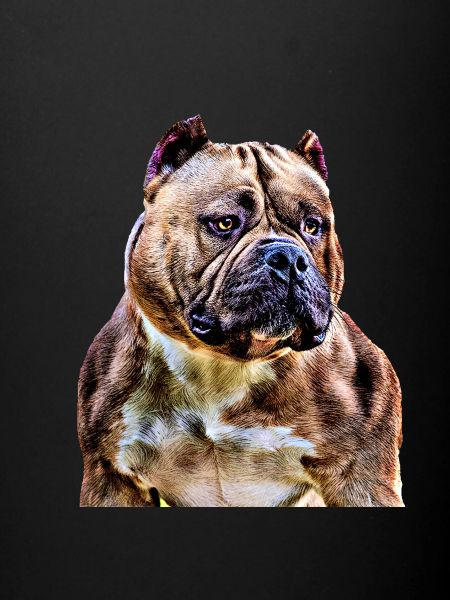 American bully