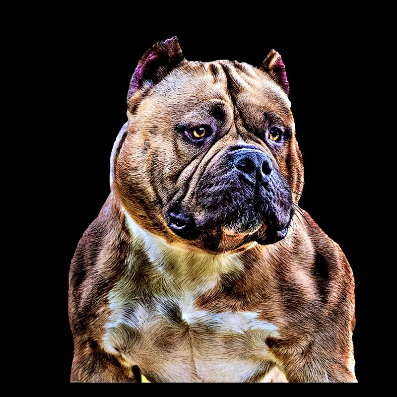 American bully