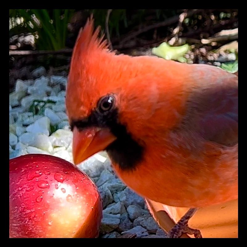 Northern Cardinal