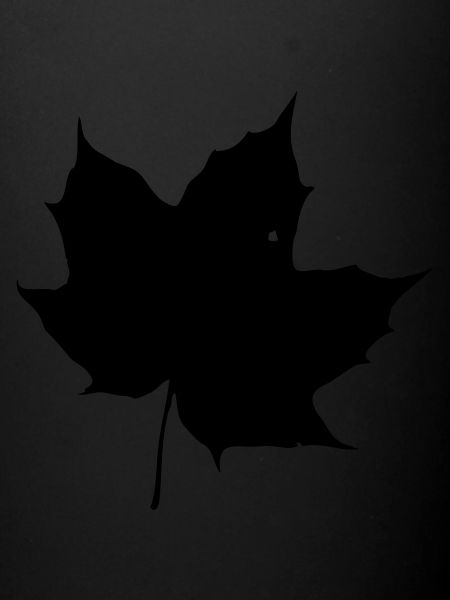 Leaf 07