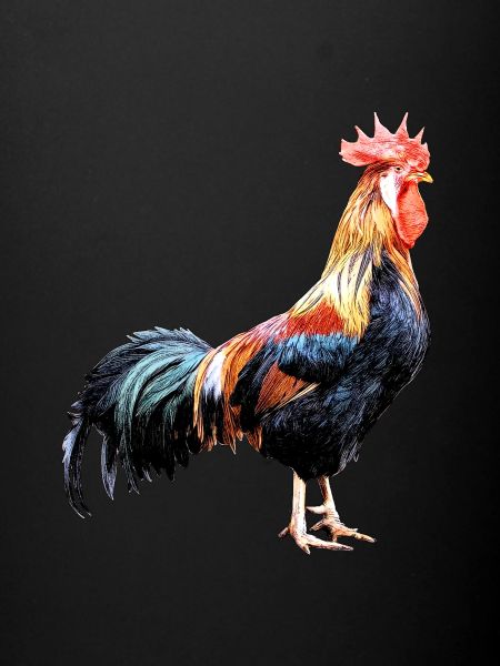 Backyard rooster