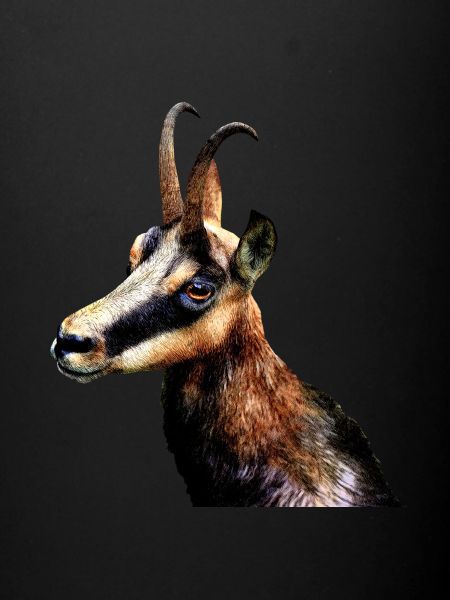 chamois 2