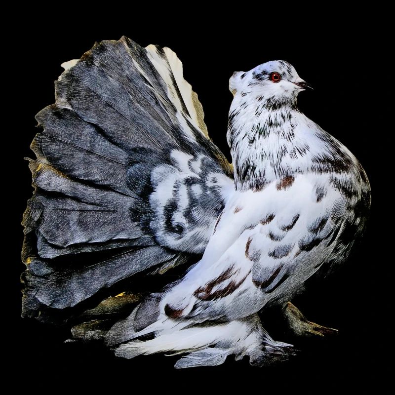 pigeon