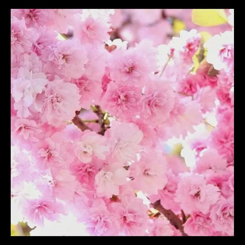 Kirschblüten