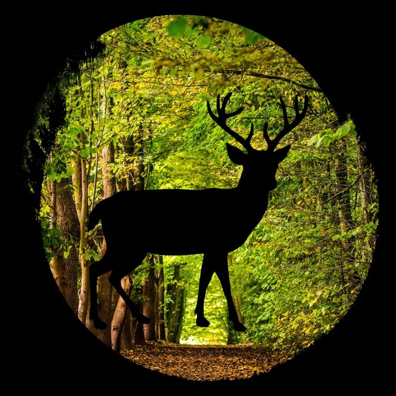 Plage d’eau de mer