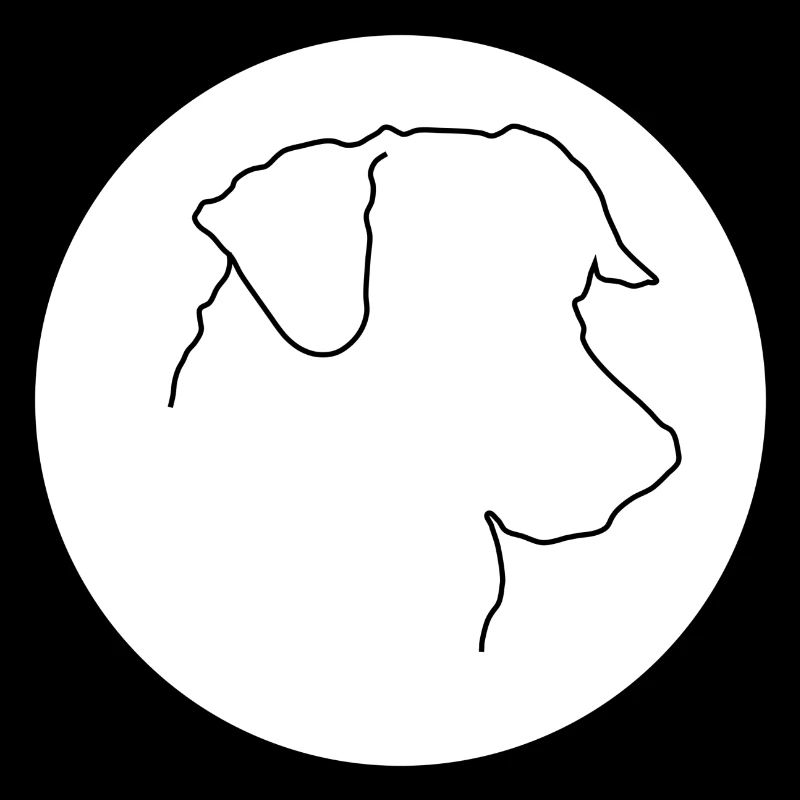 Jack Russel Terrrier white background