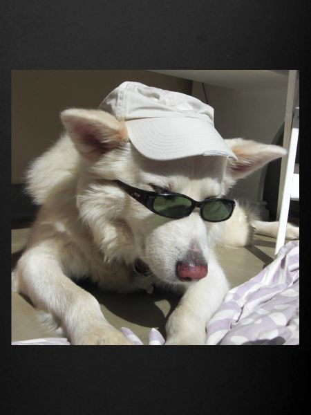 Cohen très cool