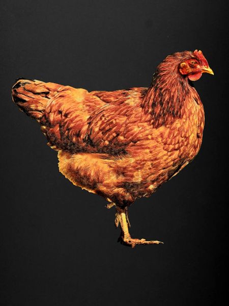 Rufous hen