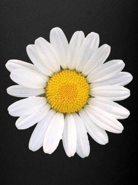 Daisy Flower