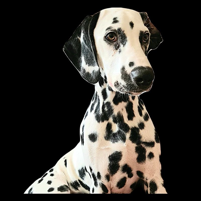 Dalmatien doux