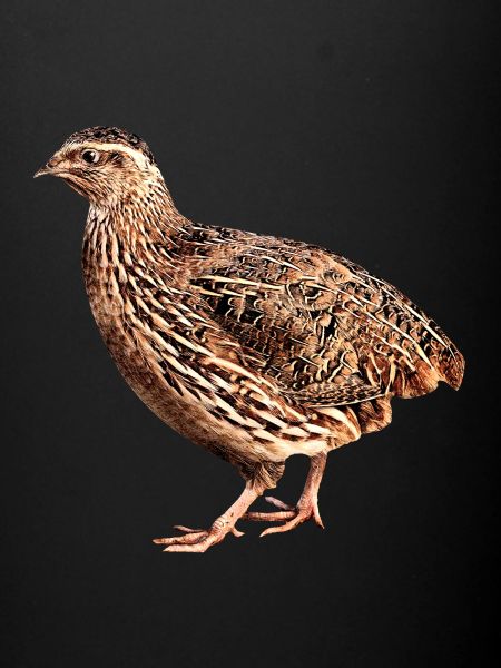 quail