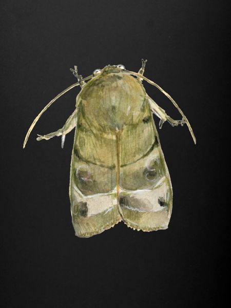 Banded Owl Moth