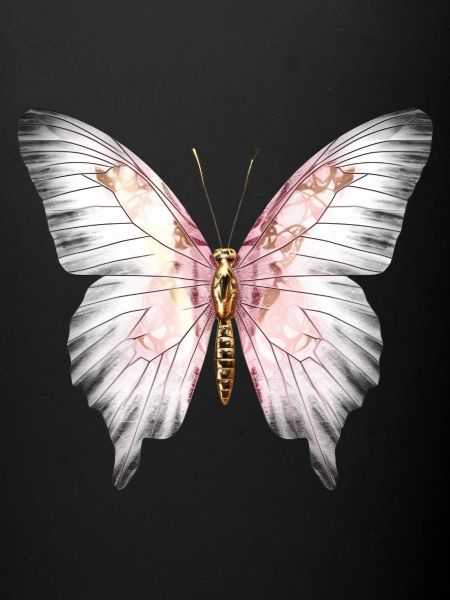 Papillon gris rose exotique