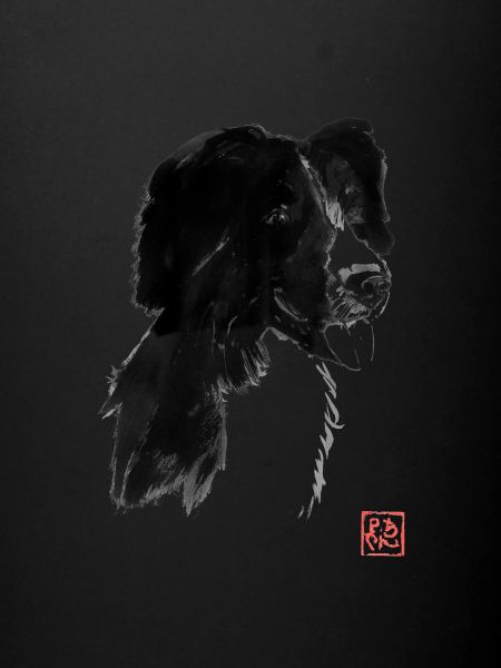 Black dog