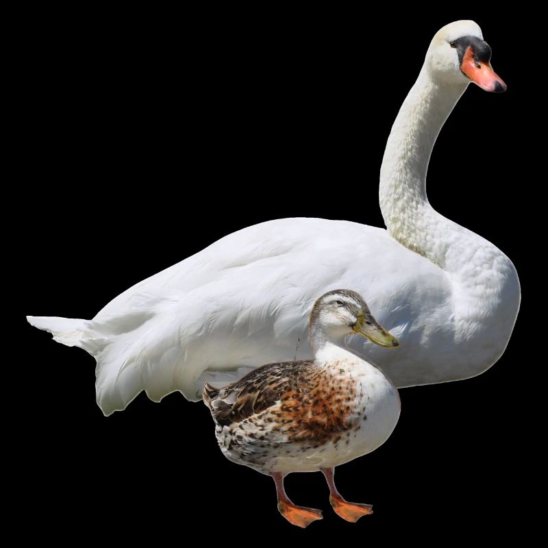 Cygne