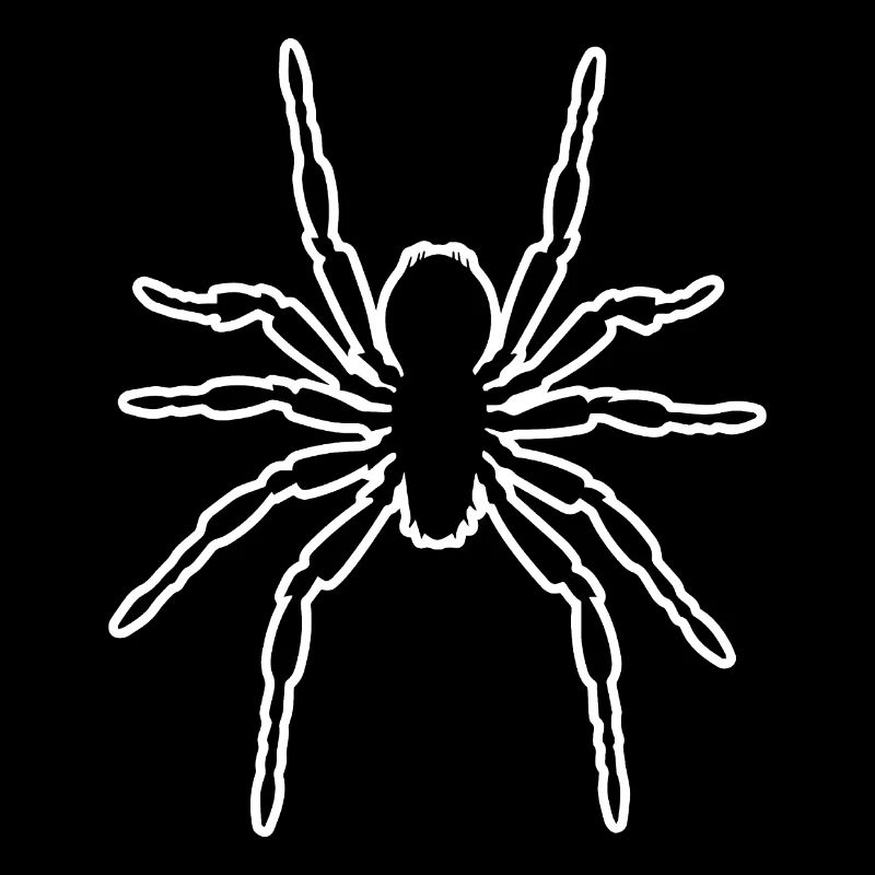 Spinne Spinnen Tiere