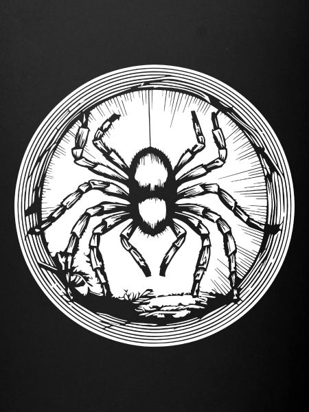 Spider spiders animals