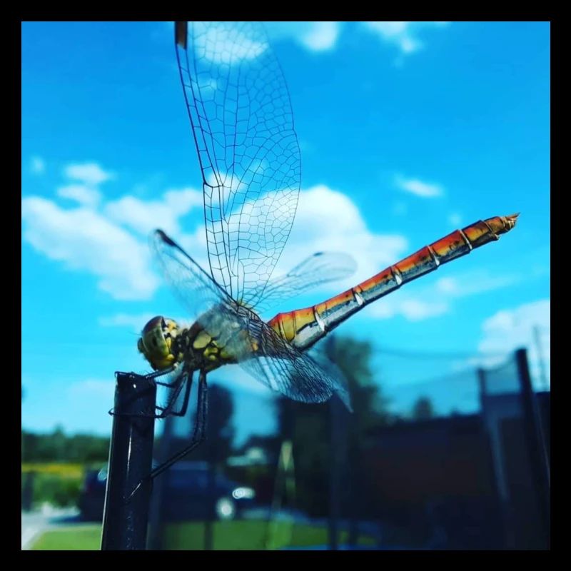 Dragonfly