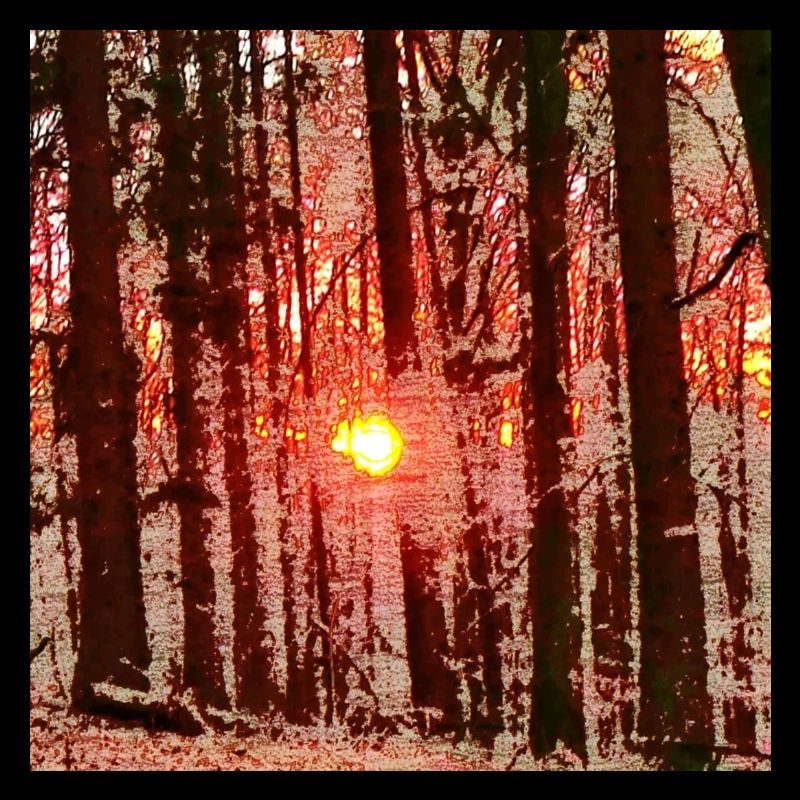 Abendrot im Hochwald