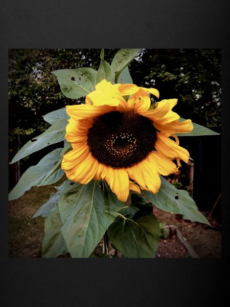 Tournesol pour vous