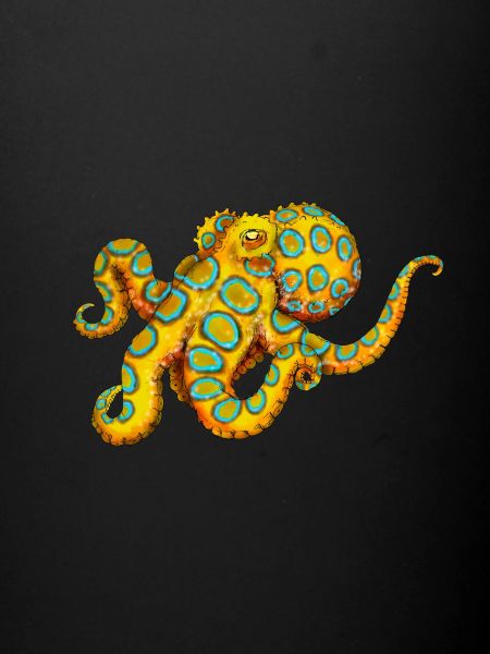 BLUE-RINGED OCTOPUS