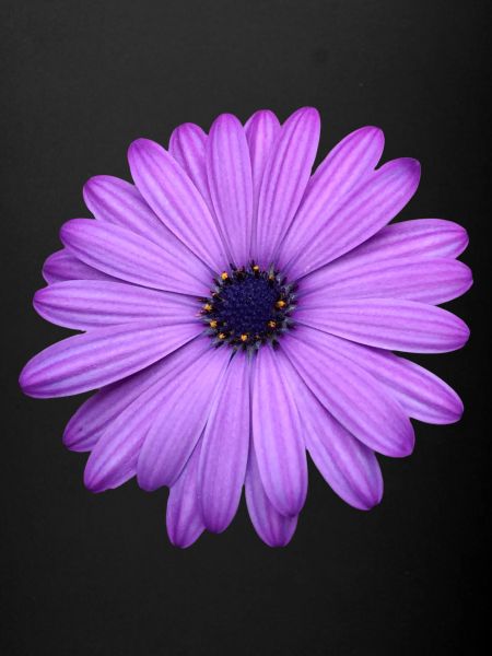 FLEUR POURPRE